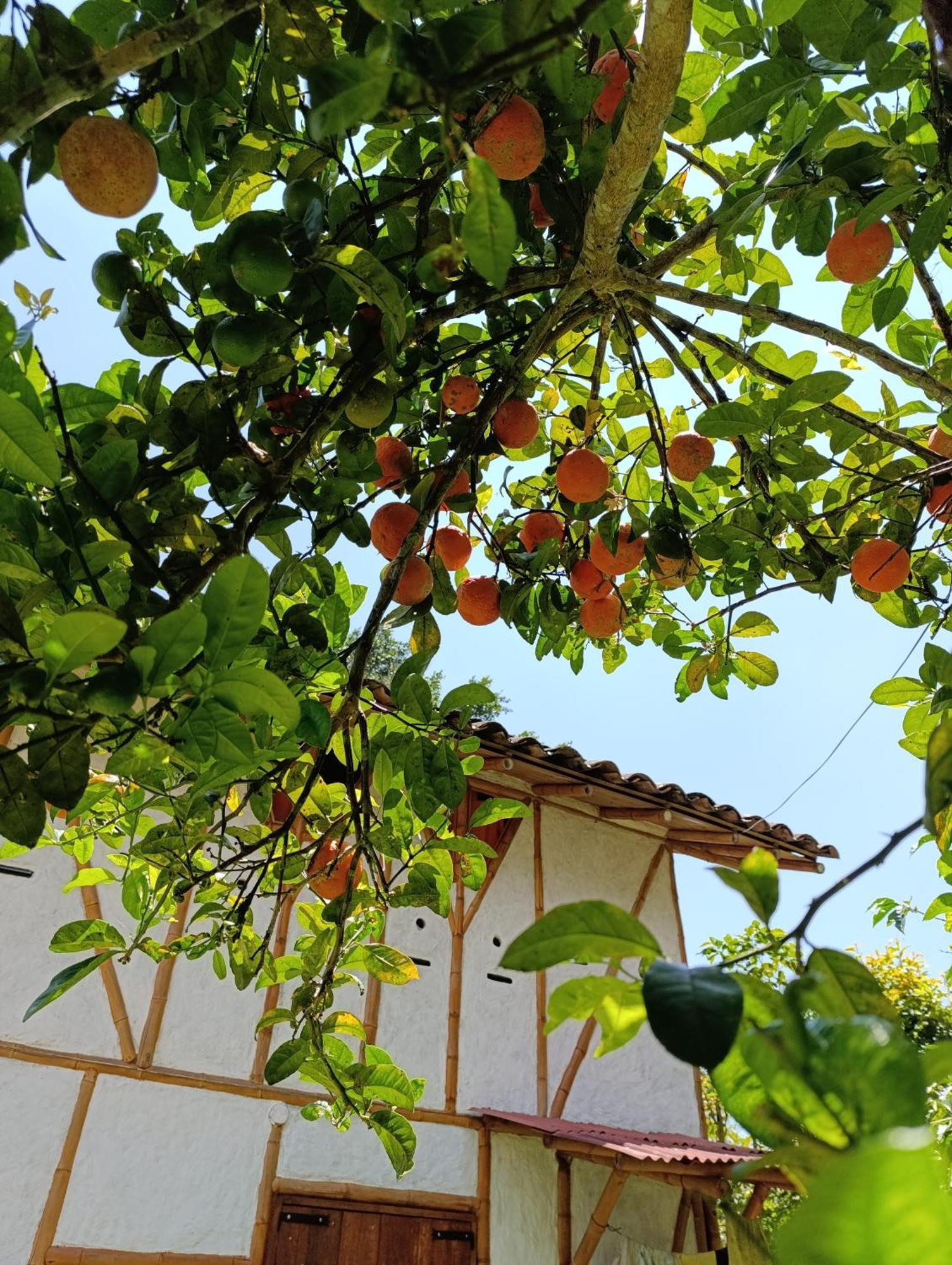 Casa Entera Cometa